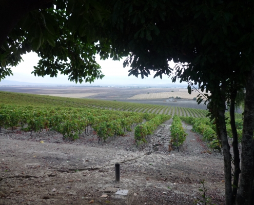 Sherry vineyards